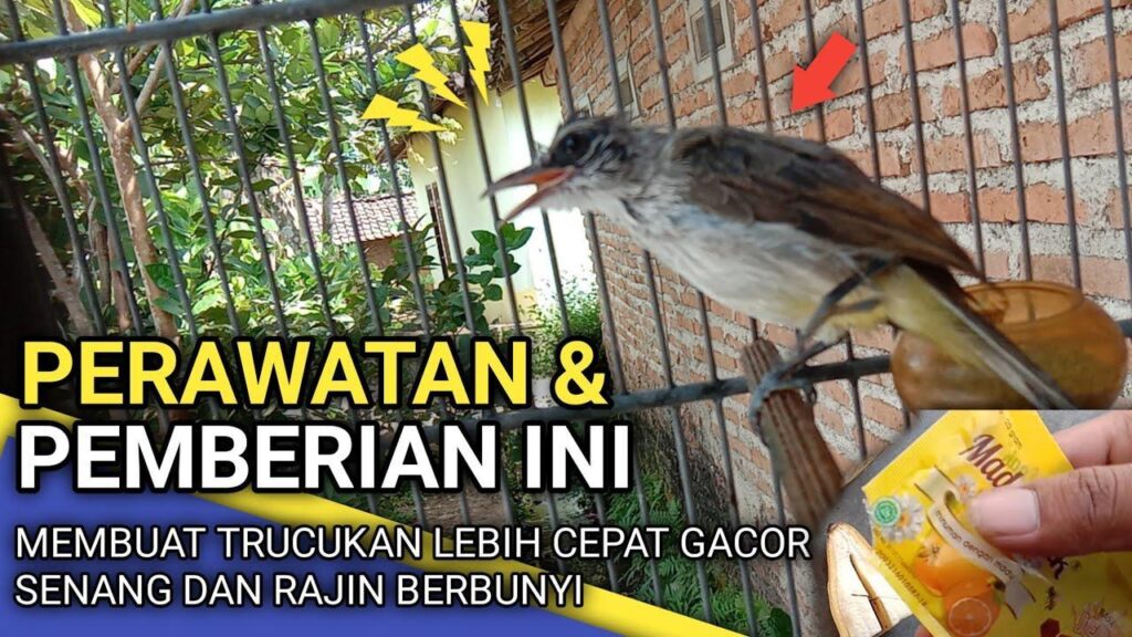 Gacor MANDIRI: Tips Menjadikan Burung Agar Cepat Berbunyi