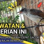 Gacor MANDIRI: Tips Menjadikan Burung Agar Cepat Berbunyi