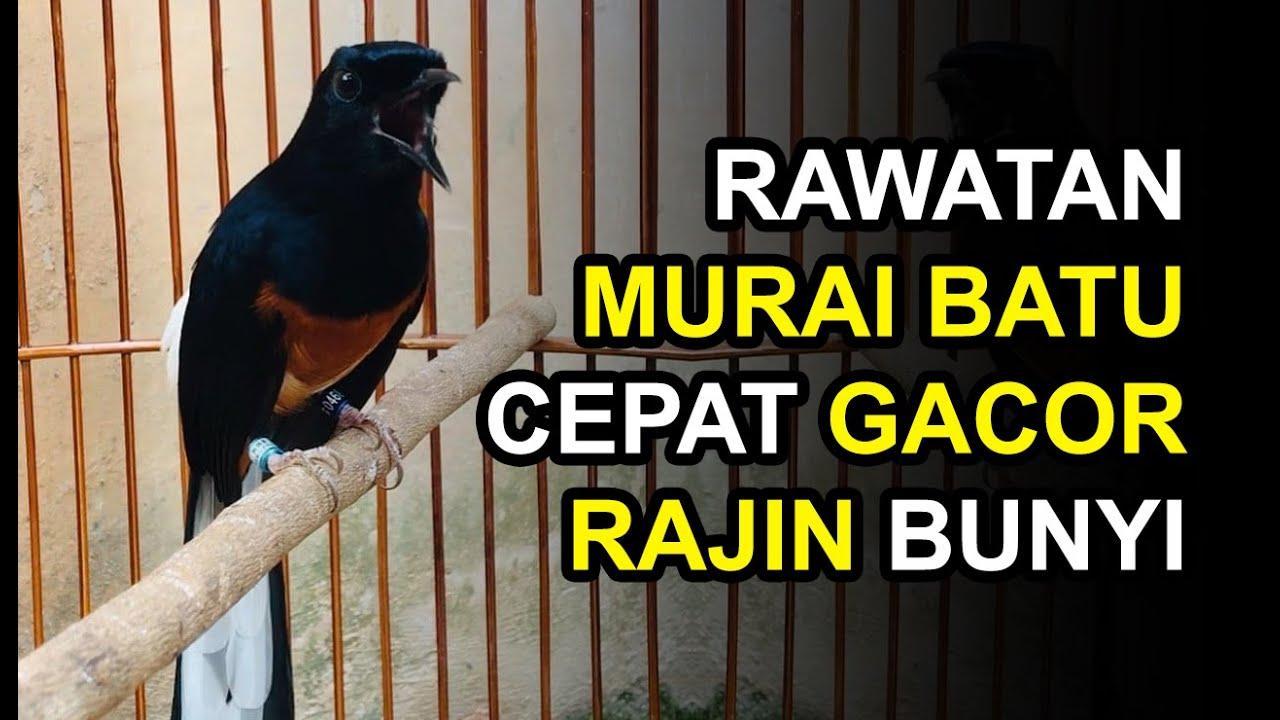 Gacor MANDIRI: Tips Menjadikan Burung Agar Cepat Berbunyi