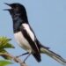 Tips Merawat Burung Agar Gacor Terbaik: Rahasia dan Cara Ampuh