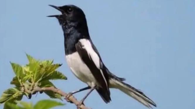 Tips Merawat Burung Agar Gacor Terbaik: Rahasia dan Cara Ampuh